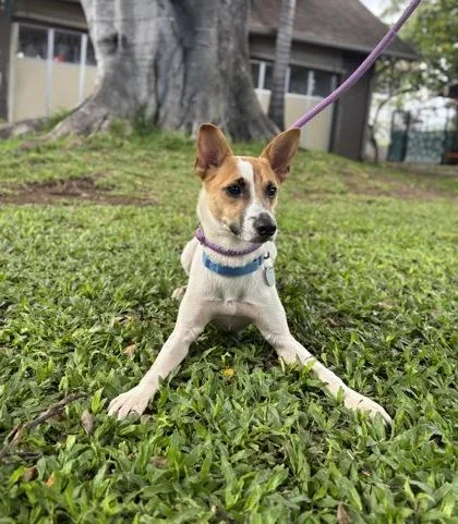 The Boss thumbnail 2