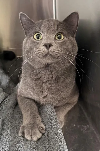 Vladimir thumbnail 2