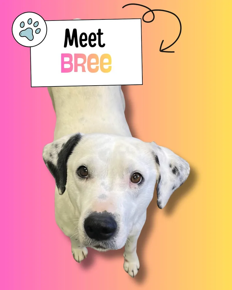 A young large-sized female White / Cream Dalmatian dog named Bree for adoption in Sulphur, KY