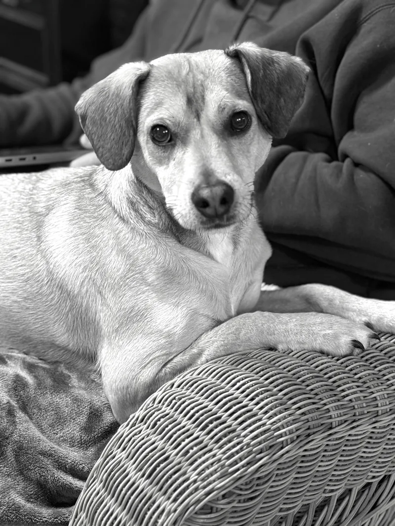 Snickers thumbnail 2