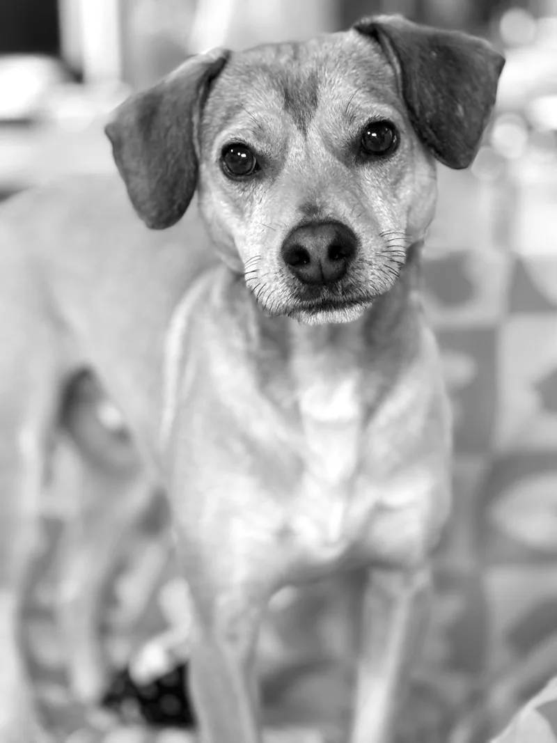 Snickers thumbnail 3