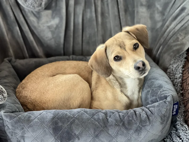 Snickers thumbnail 4