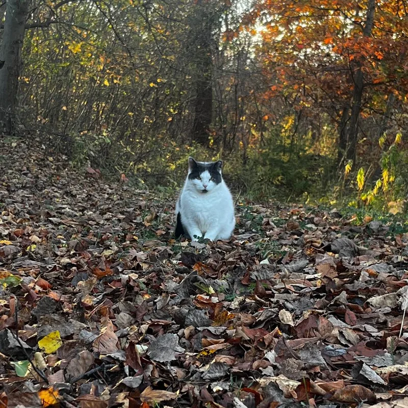 Rockette thumbnail 2