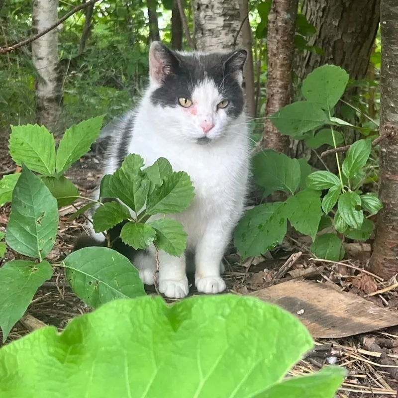 Rockette thumbnail 3