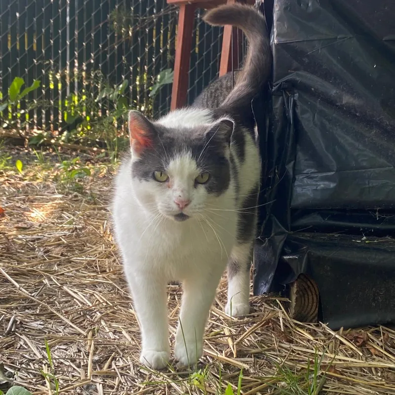 Rockette thumbnail 4