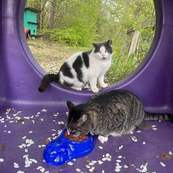 Rockette thumbnail 5