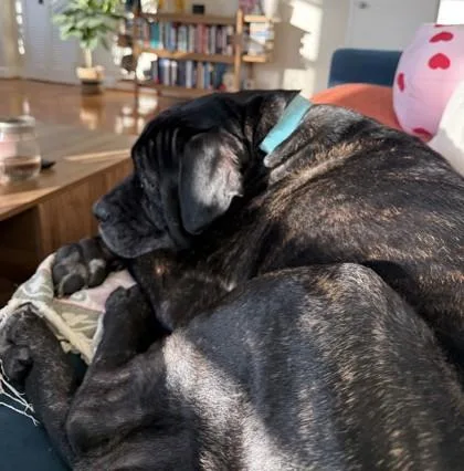 Bark Hamill thumbnail 2