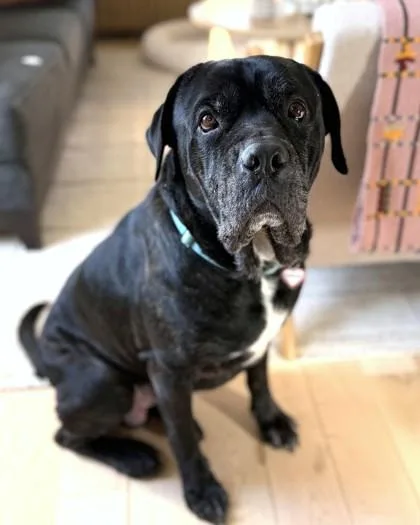 Bark Hamill thumbnail 3