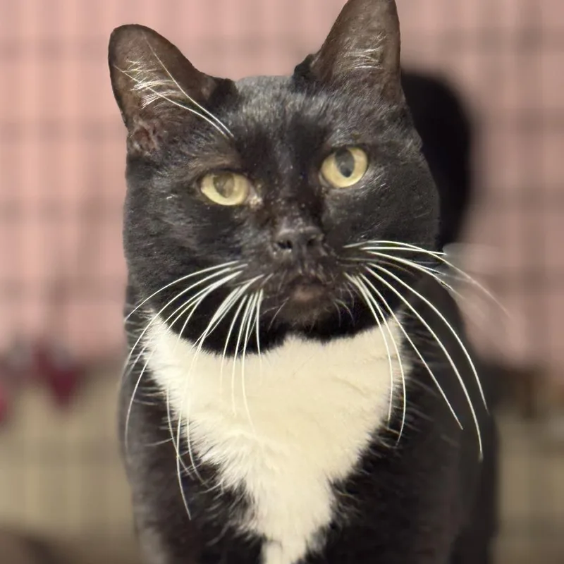 Hermione thumbnail 2