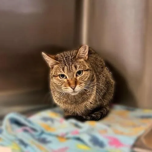 Demetria thumbnail 3