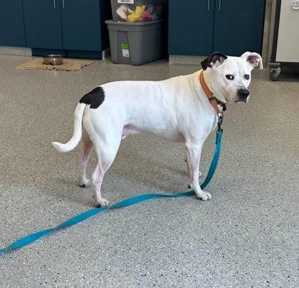 An adult medium-sized male Pit Bull Terrier dog named Duke for adoption in Akron, OH