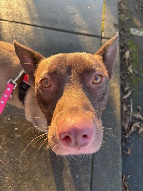 Dusty Rose thumbnail 2