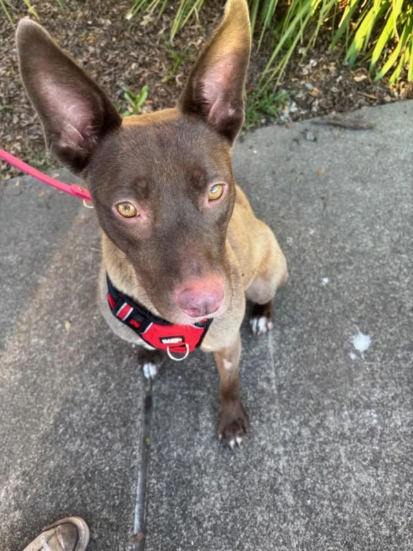 Dusty Rose thumbnail 3