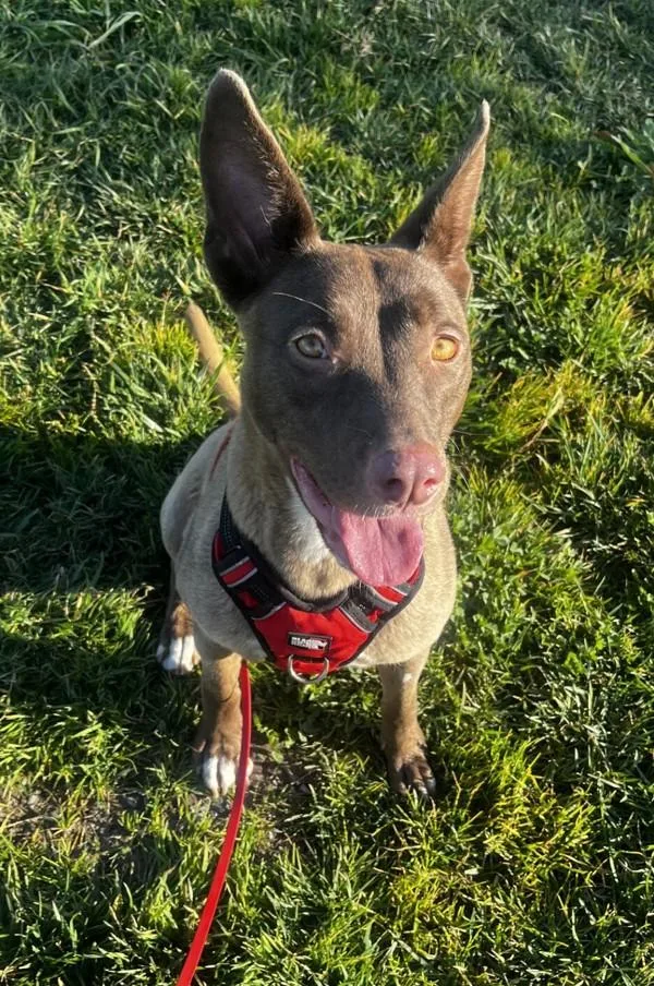 Dusty Rose thumbnail 4