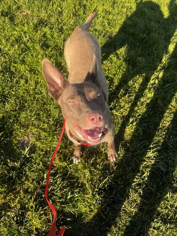 Dusty Rose thumbnail 5