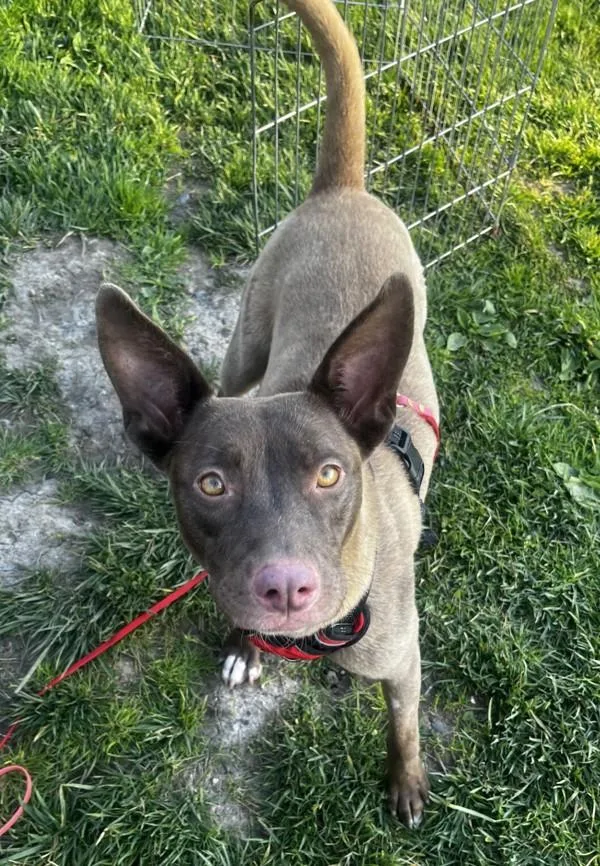 Dusty Rose thumbnail 6