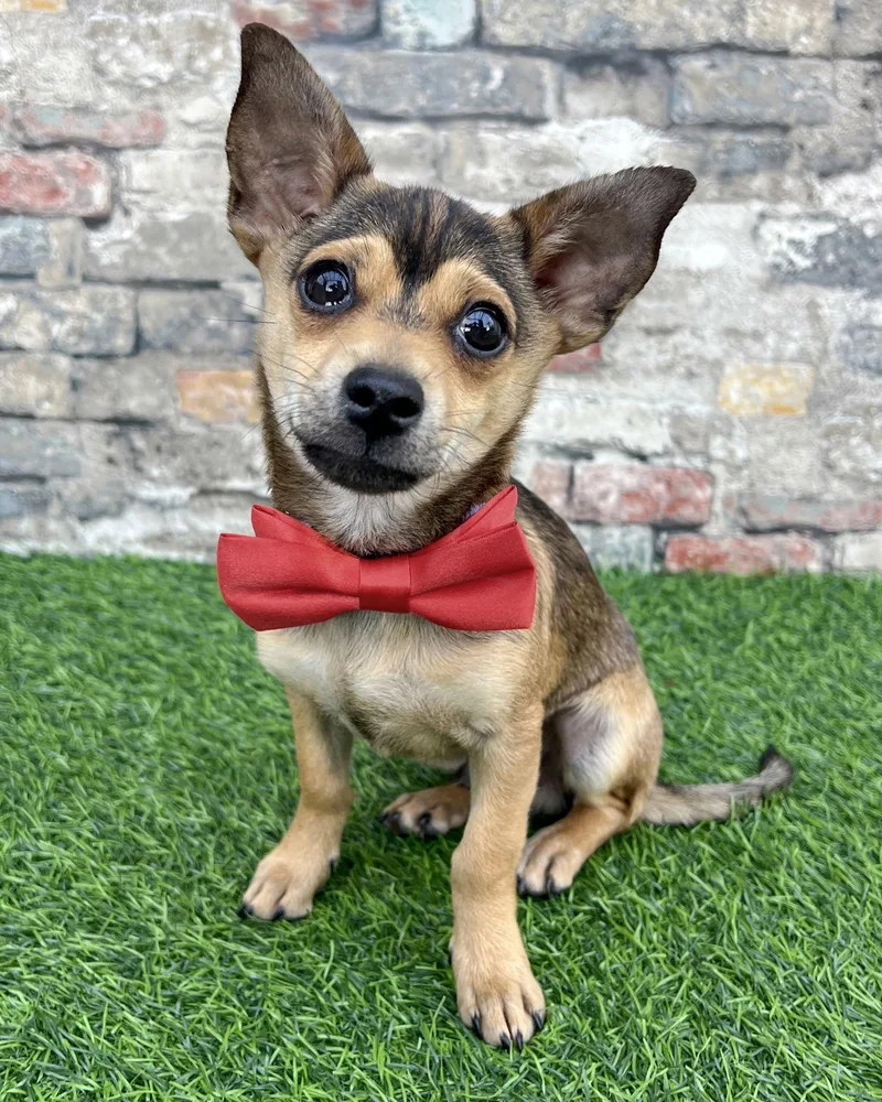 Pistachio thumbnail 2