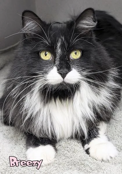 Breezy