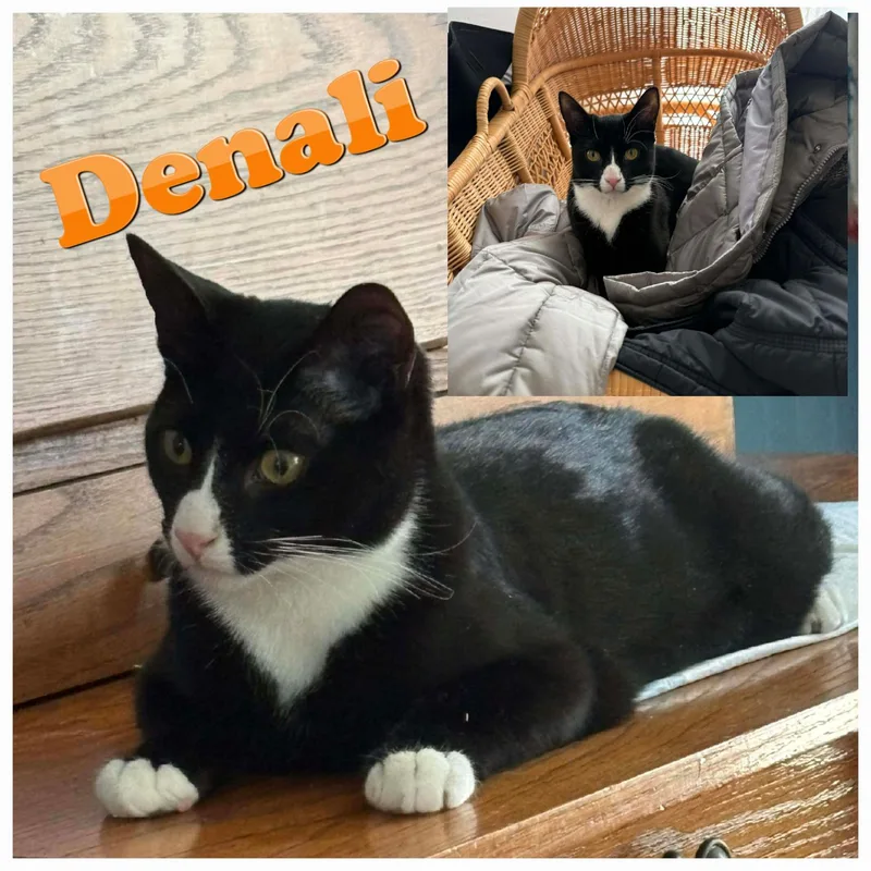 Denali Bijou's Babies thumbnail 2