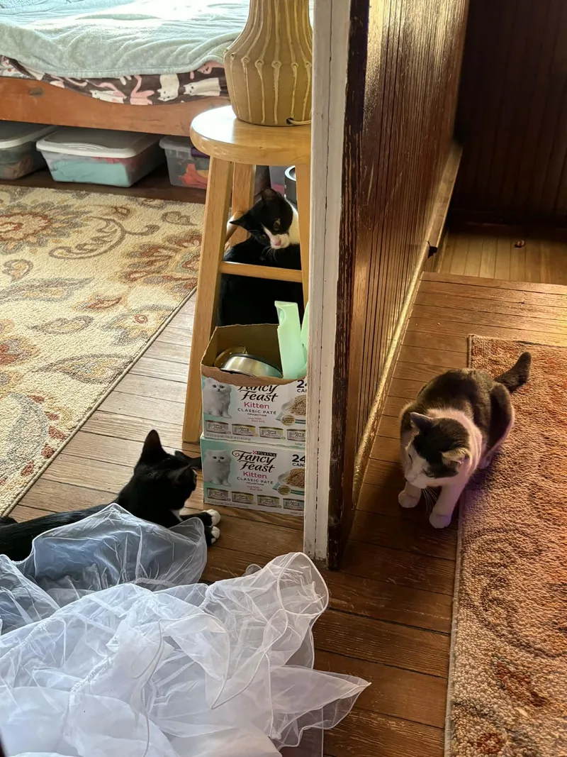 Denali Bijou's Babies thumbnail 4