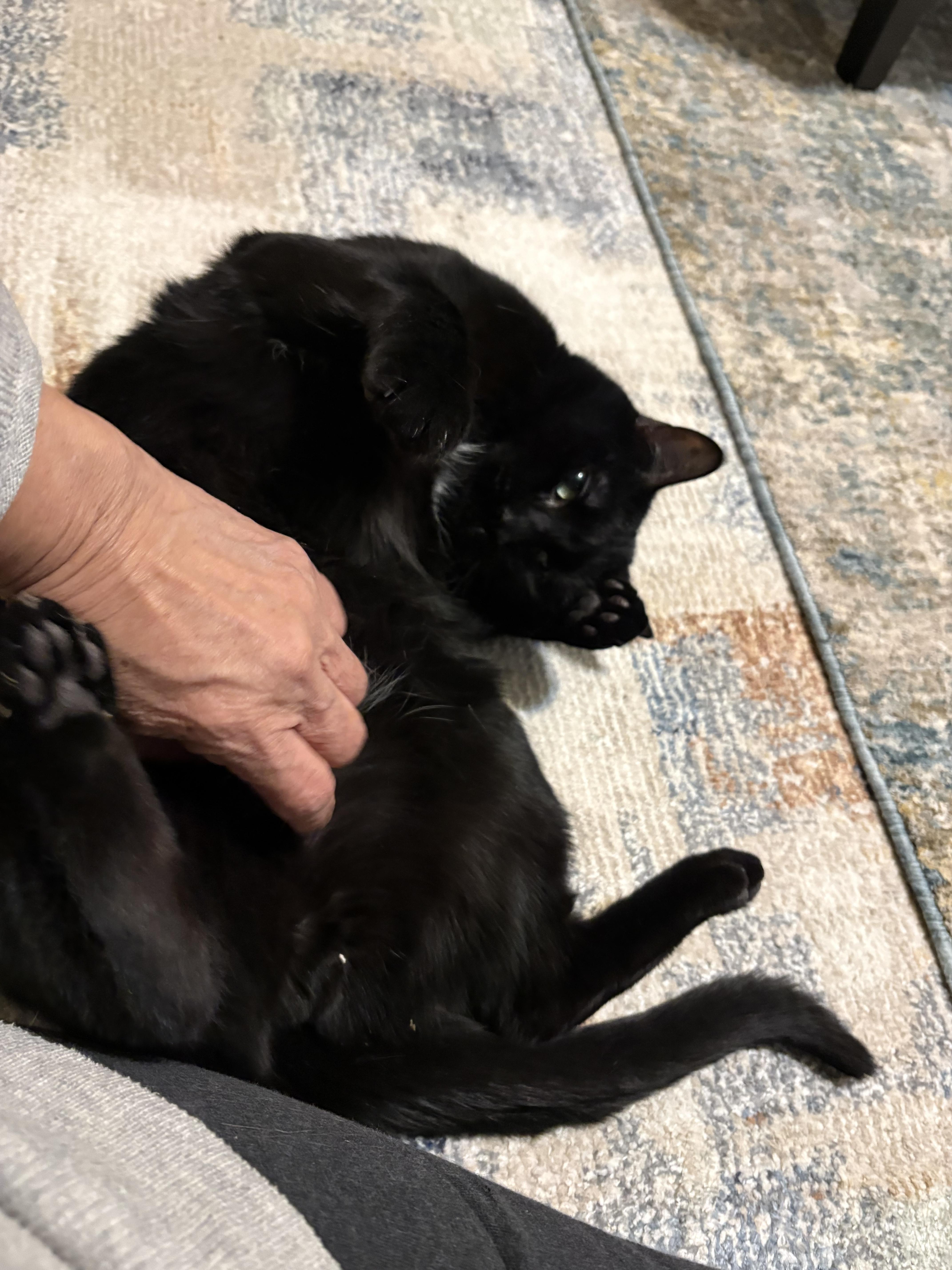 An adult large-sized male Black American Shorthair cat named Bagheera for adoption in Jersey City, NJ