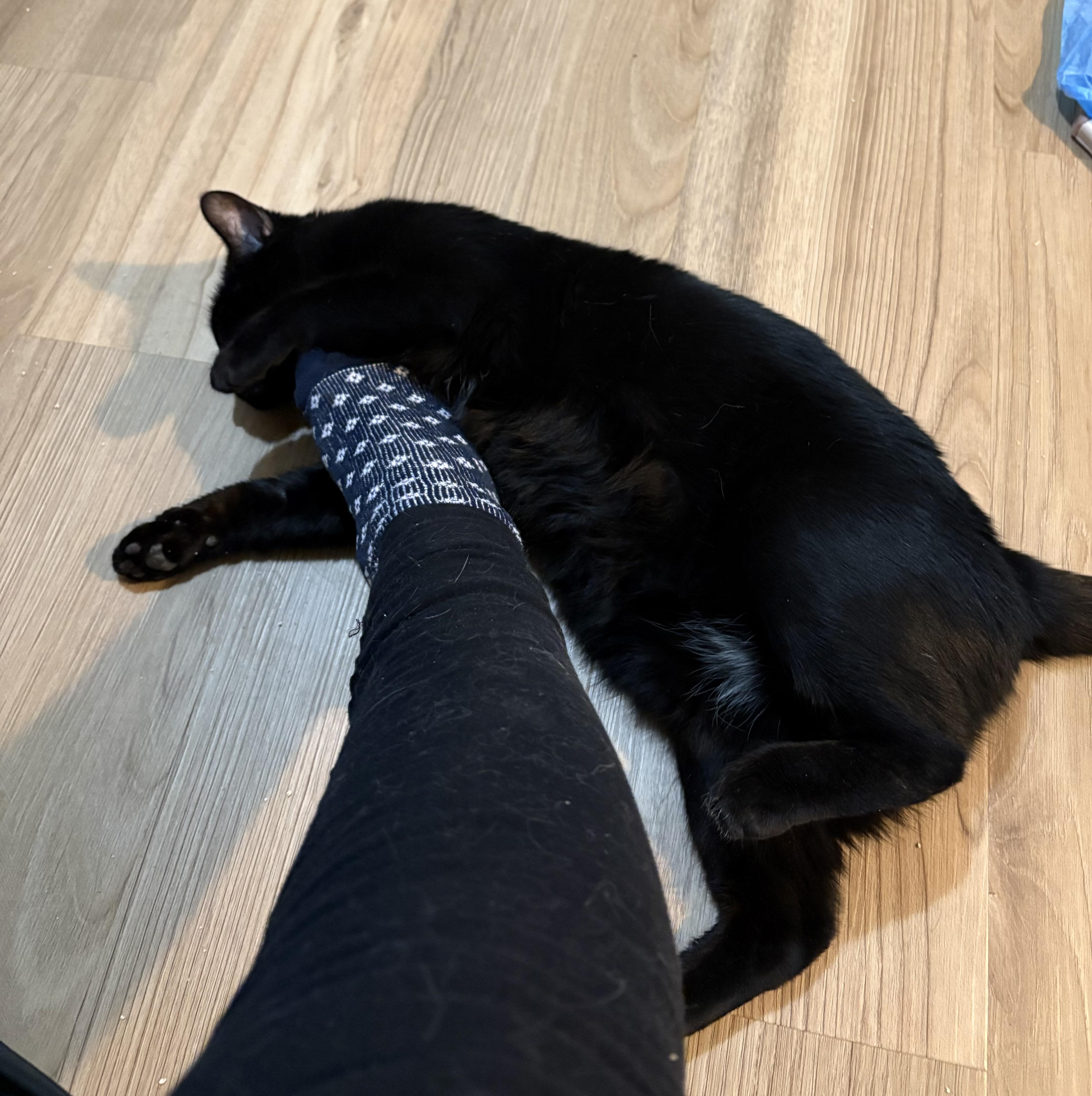 Bagheera thumbnail 2