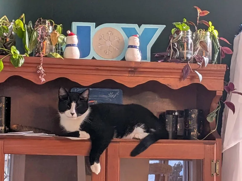 Ritz Bonded Siblings & thumbnail 5