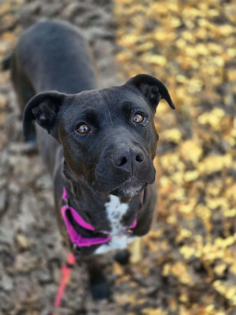 Malinche thumbnail 2