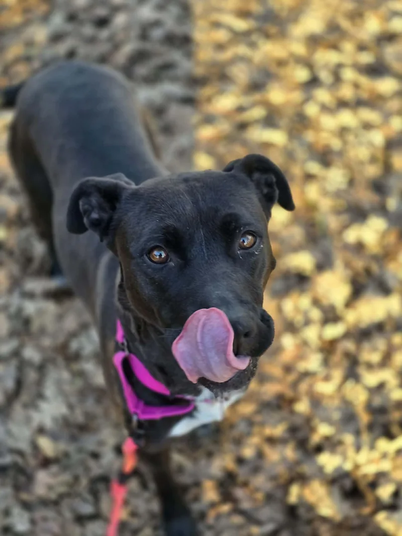 Malinche thumbnail 3