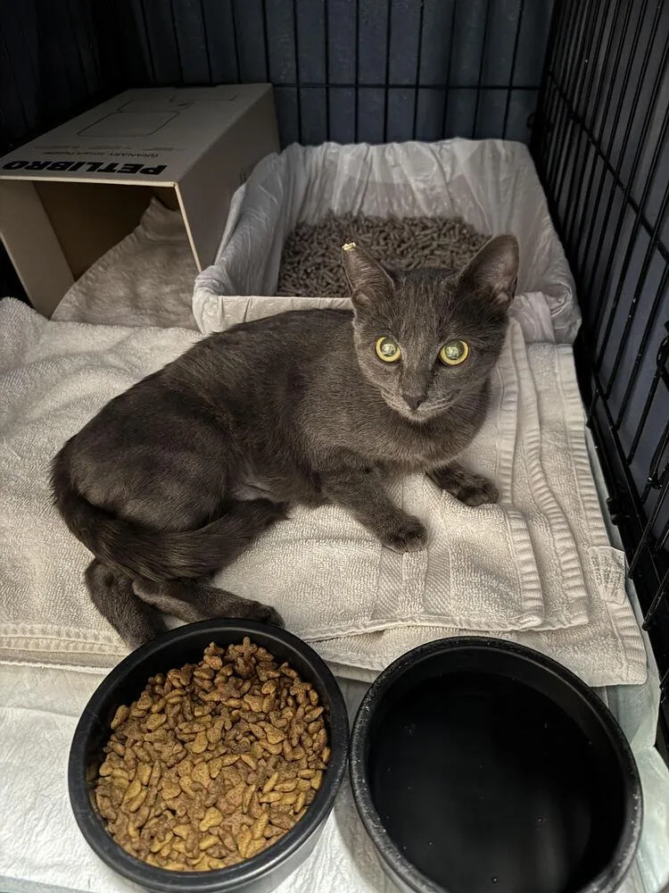 Stardust thumbnail 2