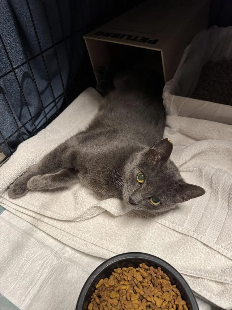 Stardust thumbnail 3