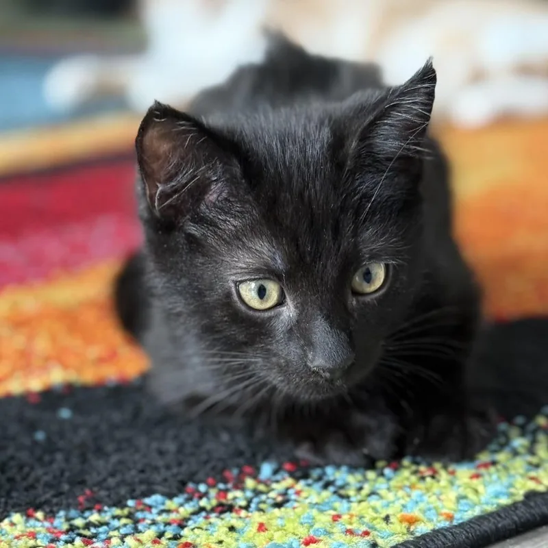 Sugar Plum thumbnail 2