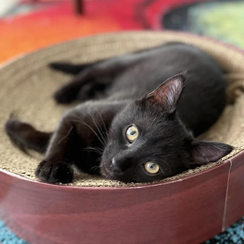 Sugar Plum thumbnail 3