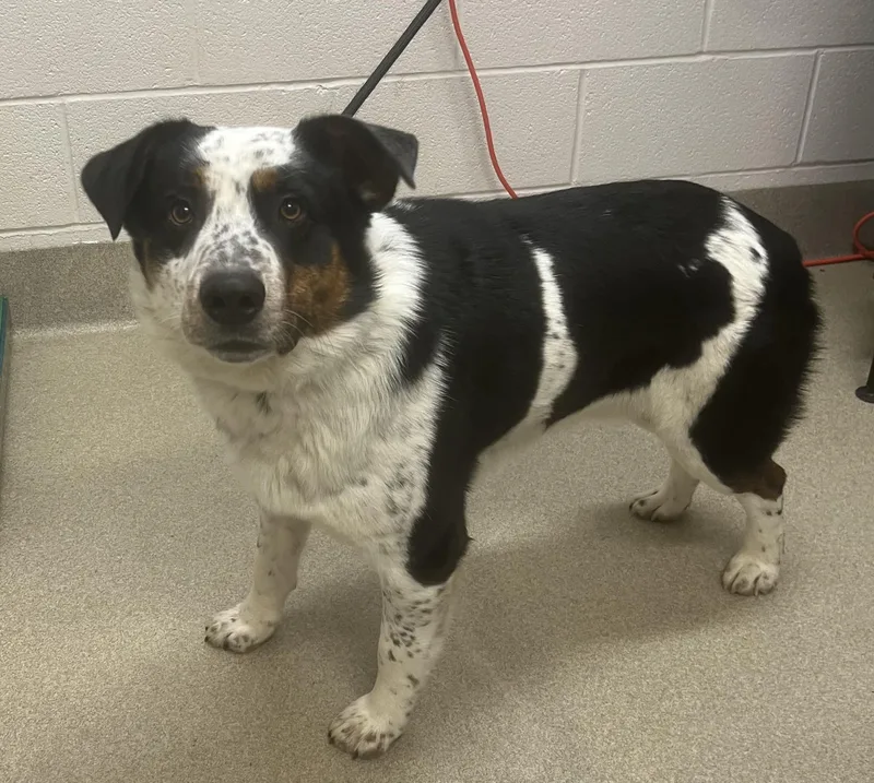 Yargo thumbnail 2