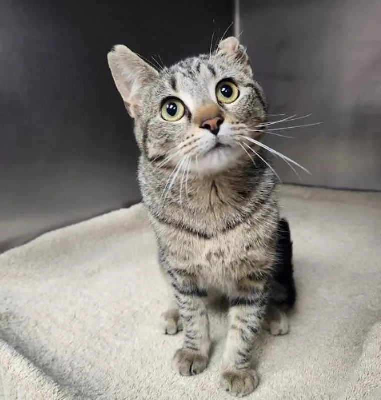 Claressa thumbnail 2