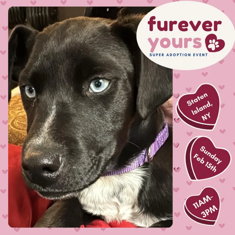 Lancelot thumbnail 2