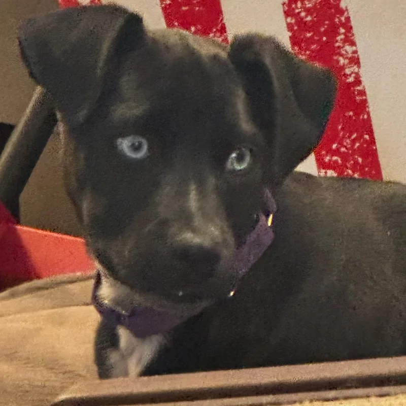 Lancelot thumbnail 3