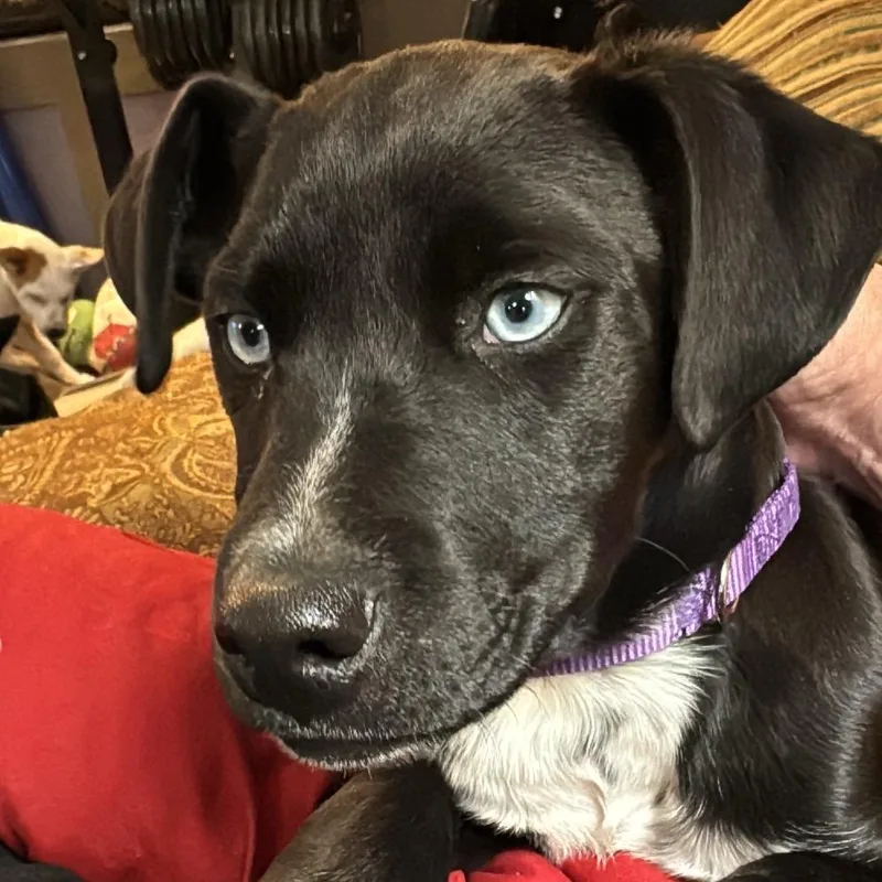 Lancelot thumbnail 4