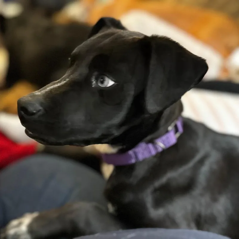 Lancelot thumbnail 5