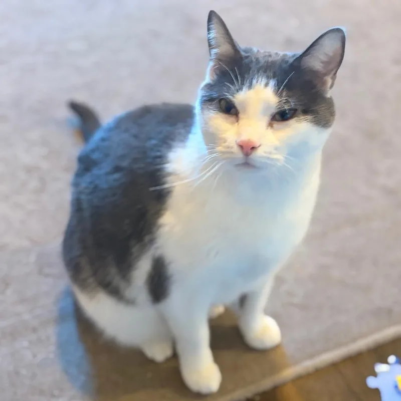 Theodore thumbnail 2