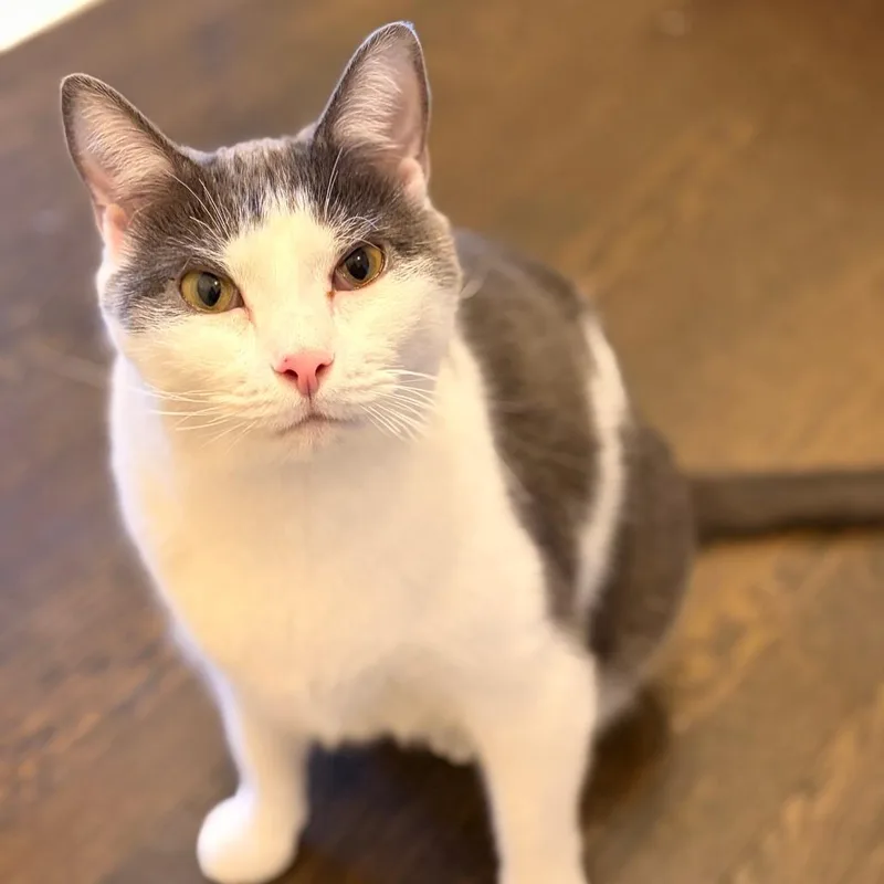 Theodore thumbnail 3