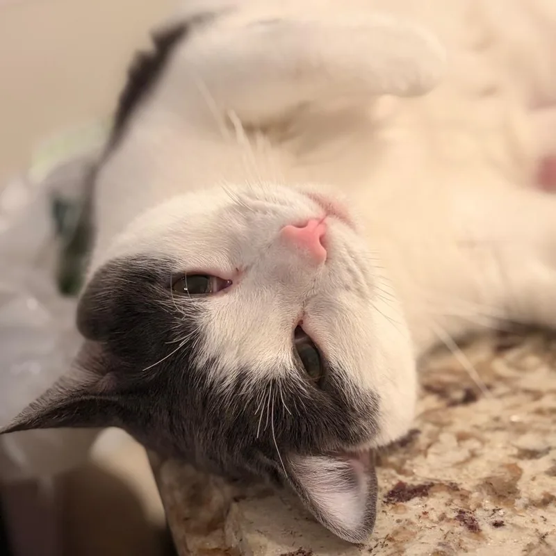 Theodore thumbnail 4