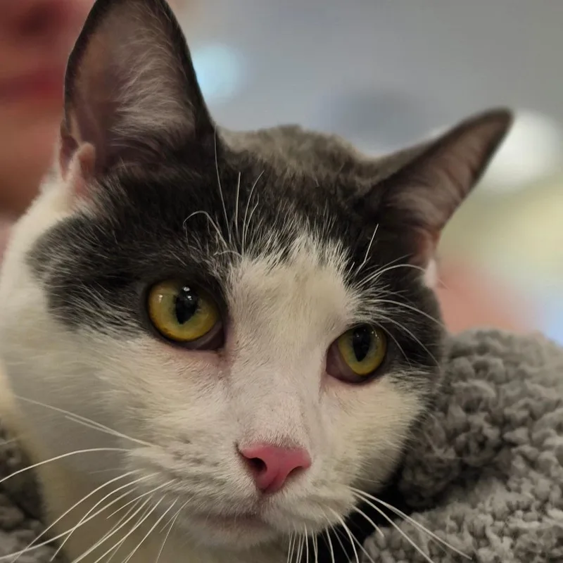 Theodore thumbnail 5