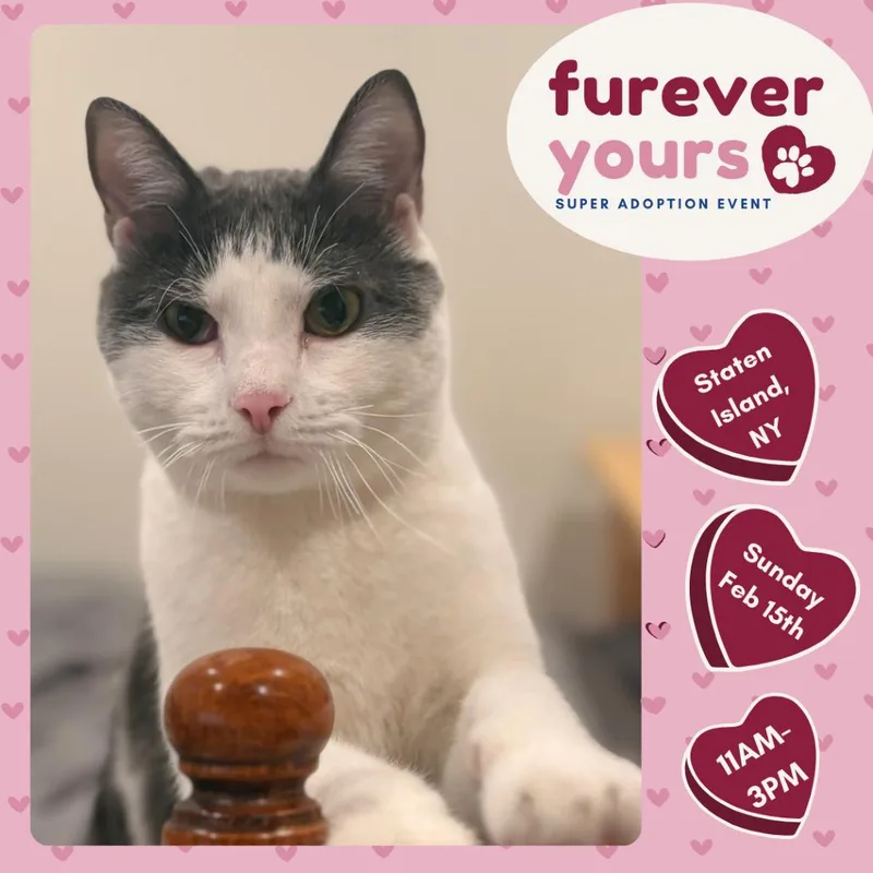 Theodore thumbnail 6