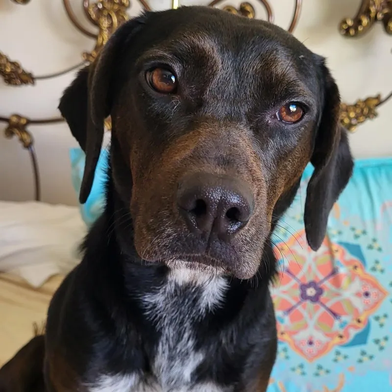 A young medium-sized female Black Beagle dog named Princess for adoption in Staten Island, NY
