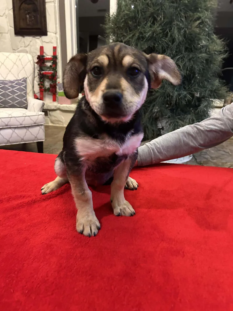 Daphne   $ thumbnail 2