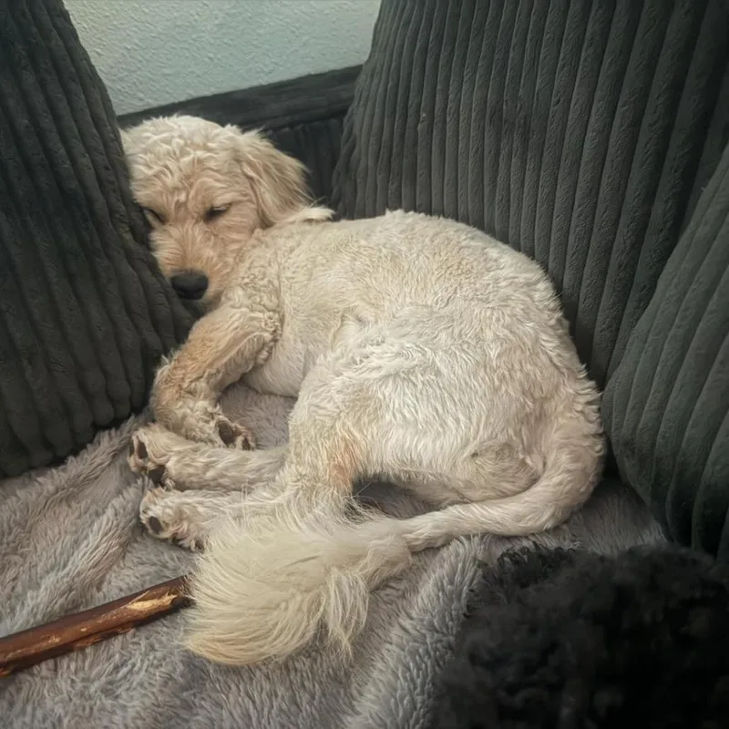 Tinkerbelle thumbnail 2