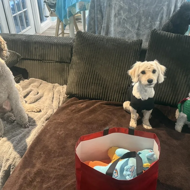 Tinkerbelle thumbnail 3