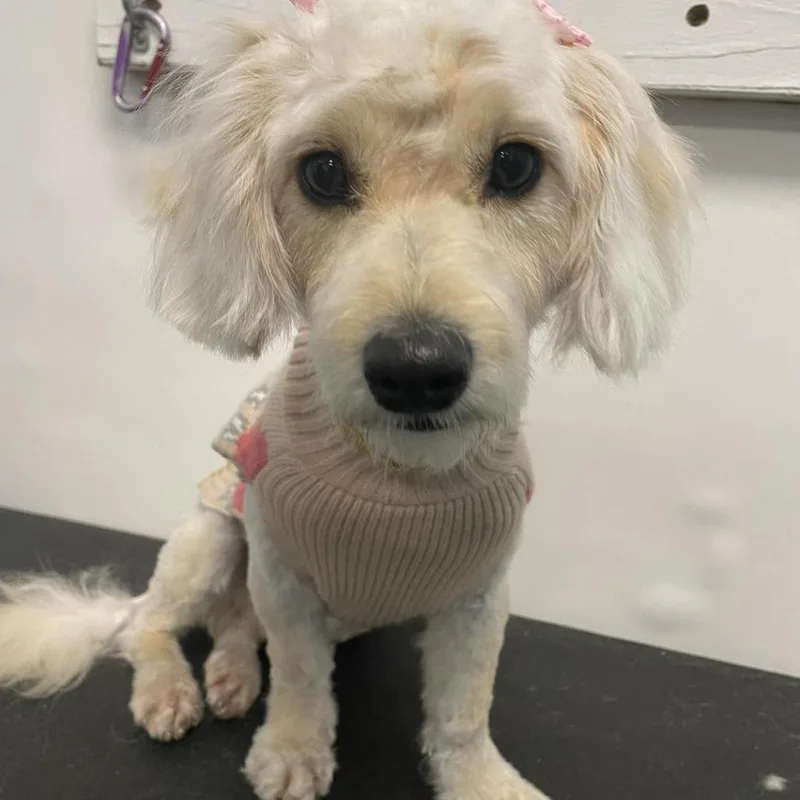 Tinkerbelle thumbnail 4