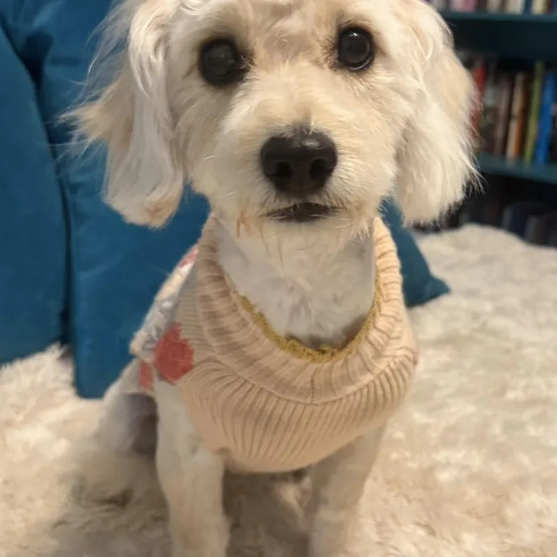 Tinkerbelle thumbnail 5